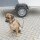 Leinenanker Hunde Bodenanker Sicherung Befestigungsplatte Dog secure Öse Camping KFZ